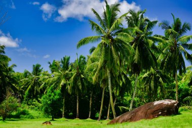 Palm trees alley with rock, Mahe Island, Seychelles.