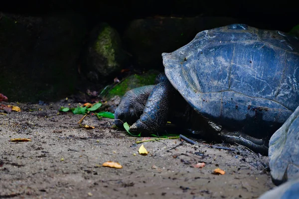 Aldabra dev kaplumbağası (Aldabrachelys gigantea) doğal park, Mahe Adası, Seyşeller 'de.