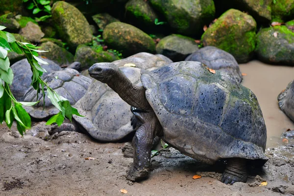 Aldabra Gigante Tartaruga Folhas Navegação Mahe Island Seychelles — Fotografia de Stock