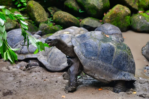 Tartaruga Gigante Aldabra Aldabrachelys Gigantea Parque Natural Mahe Island Seychelles — Fotografia de Stock