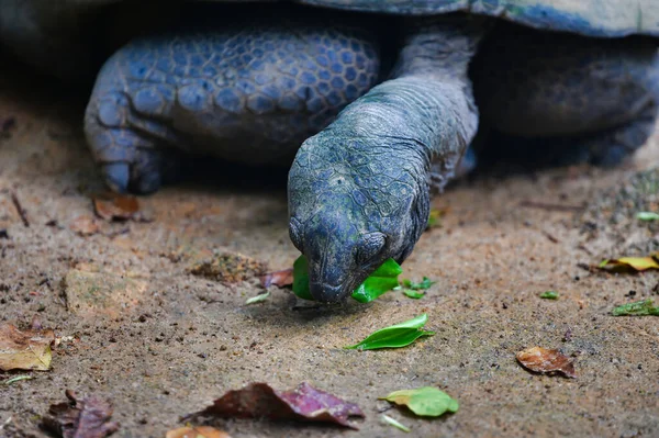 Aldabra dev kaplumbağa yakın plan (Aldabrachelys gigantea) doğal park, Mahe Adası, Seyşeller.