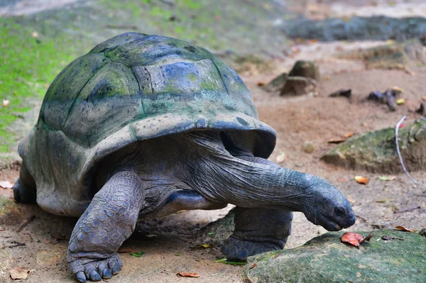 Tartaruga Gigante Aldabra Aldabrachelys Gigantea Parque Natural Mahe Island Seychelles — Fotografia de Stock