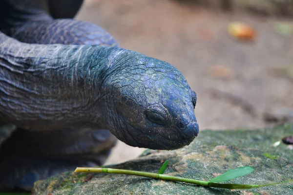 Aldabra dev kaplumbağa yakın plan (Aldabrachelys gigantea) doğal park, Mahe Adası, Seyşeller.