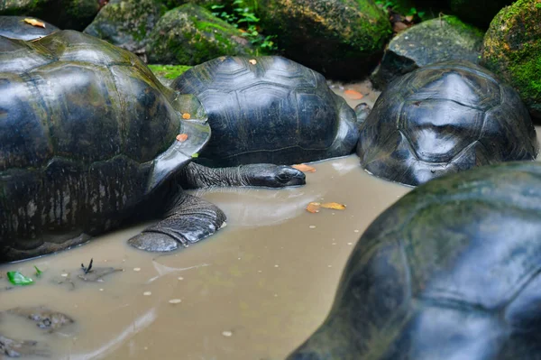 Aldabra dev kaplumbağası (Aldabrachelys gigantea) doğal park, Mahe Adası, Seyşeller 'de.