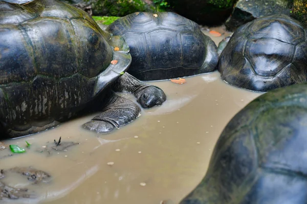 塞舌尔马埃岛阿尔达布拉巨龟 — 图库照片