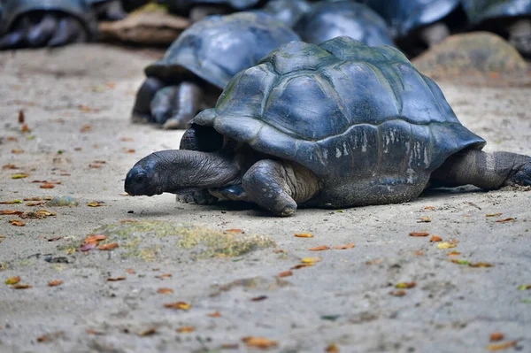 Tartaruga Gigante Aldabra Ilha Mahe Seychelles — Fotografia de Stock