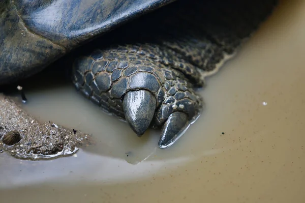 Tartarugas Gigantes Aldabra Ilha Mahe Seychelles — Fotografia de Stock