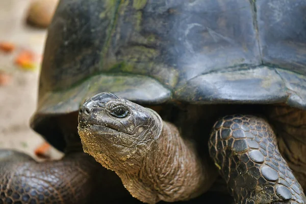 Aldabra dev kaplumbağa Mahe Adası, Seyşeller. Yakın plan..