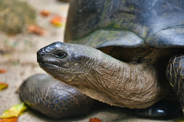 Aldabra dev kaplumbağaları Mahe Adası, Seyşeller.