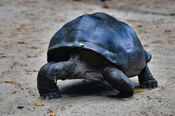 Tartarugas Gigantes Aldabra Ilha Mahe Seychelles — Fotografia de Stock