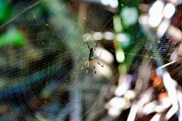 Palm Spider Close Nephila Inaurata — Stock Photo, Image