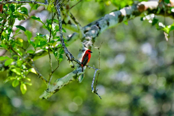 Rotfody Ruft Orangenbaum Auf Den Seychellen — Stockfoto