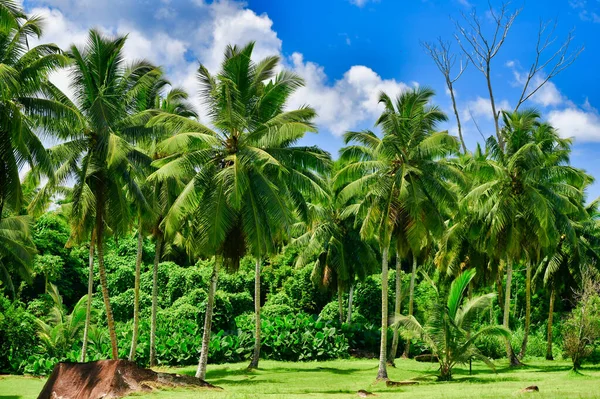 Palm trees alley, tropical view, baby bue sky, Mahe Island, Seychelles.