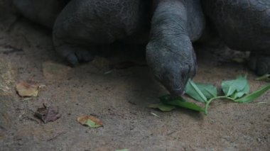 Aldabra dev kaplumbağa yaprakları, Mahe Adası, Seyşeller. Yakın plan..