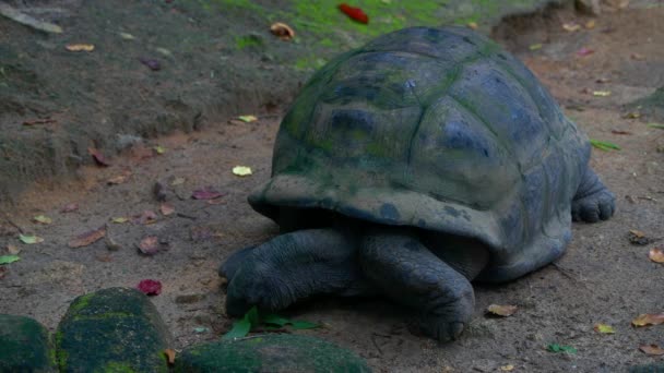 Aldabra giant tortoise browsing leaves, Mahe Island, Seychelles. — 비디오