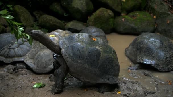 Tortuga gigante de Aldabra navegando sale de la isla de Mahe Seychelles . — Vídeos de Stock