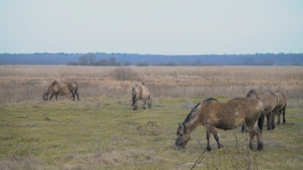 Very rare Polish wild grey ponies. Natural park in Eastern Poland. — Stock Video