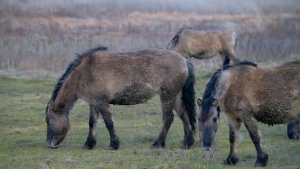 Zeer zeldzame Poolse wilde grijze pony 's. Natuurpark in Oost-Polen. — Stockvideo