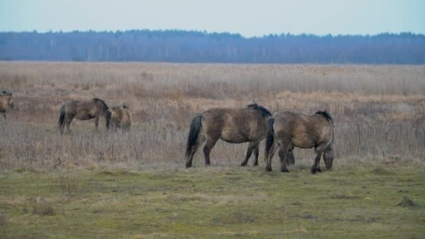 Sehr seltene polnische Wildschimmelponys. Naturpark in Ostpolen. — Stockvideo