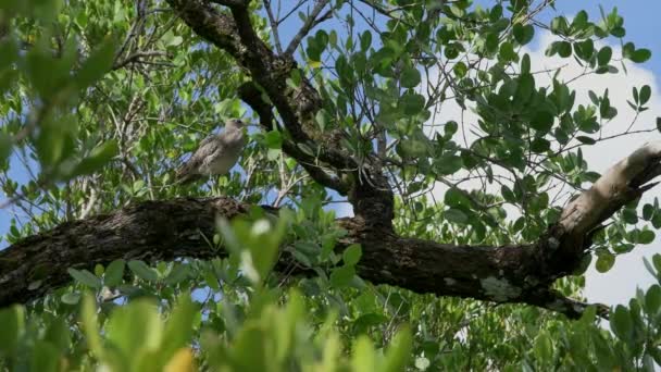 Hiding Whimbler in mangrove forest. Port Launay Mahe Island Seychelles. — Stockvideo