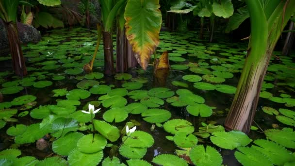 Water banana plants and water lily growing together in a small pond, Seychelles. — Stockvideo