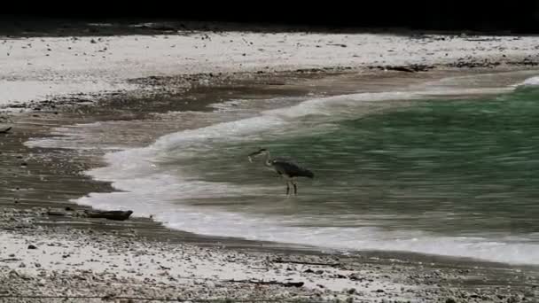 Grey heron is hunting in shallow water on the beach. — Stockvideo