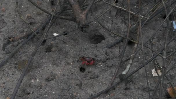 Gran Cangrejo Fantasma Rojo se esconde en raíces de manglar . — Vídeos de Stock