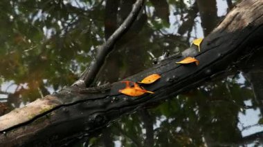 Mangrove ormanında çamur kaptanı. Mahe Adası Seyşelleri.