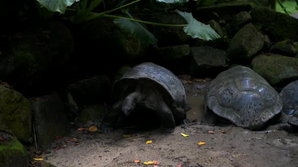 Aldabra reuzenschildpad bladeren Mahe Island Seychellen. — Stockvideo