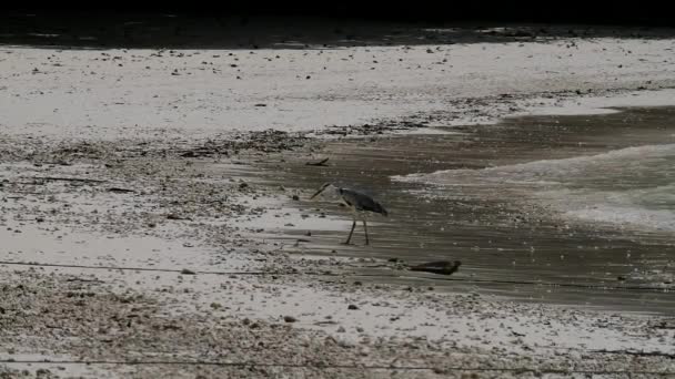 Grey heron is hunting in shallow water on the beach. — Stock video