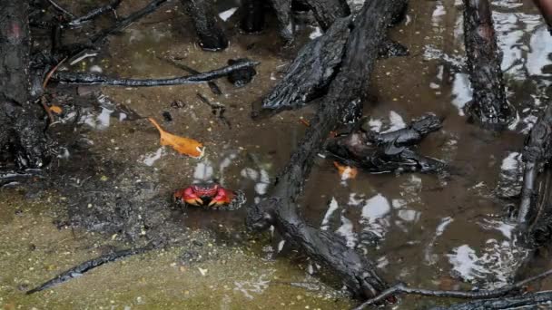 大红鬼蟹躲在红树林根中。塞舌尔马埃岛洗衣港. — 图库视频影像