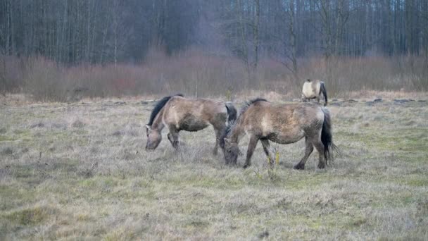 Très rares poneys gris sauvage polonais. Parc naturel dans l'est de la Pologne . — Video