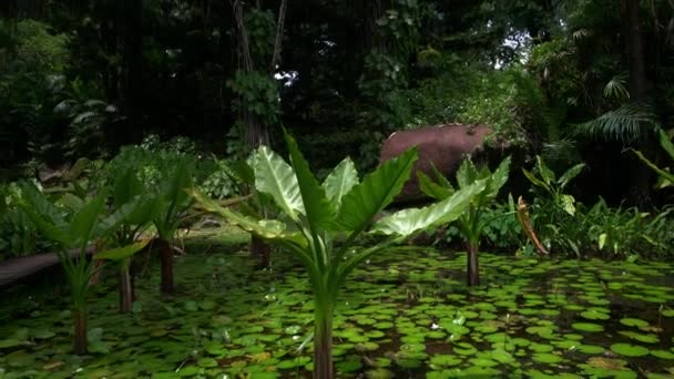 Bananiers aquatiques poussant dans un petit étang, île Mahe Seychelles .