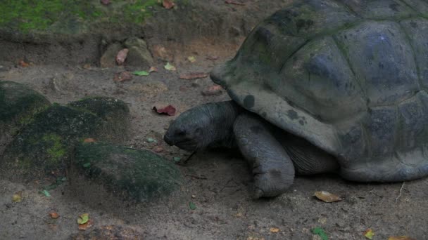 Aldabra giant tortoise browsing leaves Mahe Island Seychelles. — Stock Video