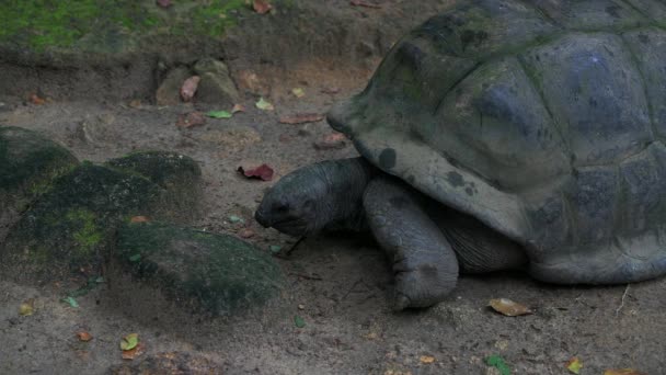 Aldabra reuzenschildpad bladeren Mahe Island Seychellen. — Stockvideo