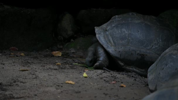 Aldabra giant tortoise browsing leaves Mahe Island Seychelles. — 비디오