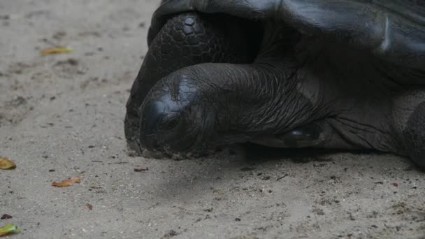 Aldabra reuzenschildpad Mahe Eiland Seychellen Voorgrond. — Stockvideo