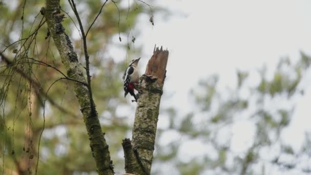 Great Spotted Woodpecker is looking for a food in autumn forest. — Stock video