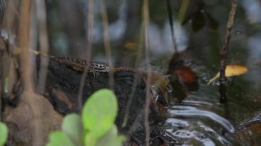 Mangrove ormanında çamur kaptanı. Mahe Adası Seyşelleri.