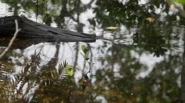 Mangrove ormanında çamur kaptanı. Mahe Adası Seyşelleri.