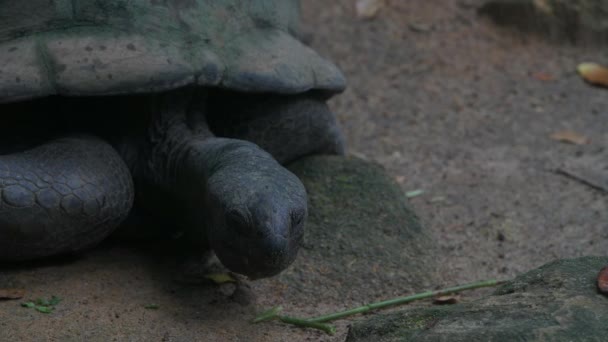 Aldabra giant tortoise browsing leaves Mahe Island Seychelles. — 비디오