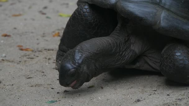 Tortue géante Aldabra Ile Mahe Seychelles Gros plan . — Video
