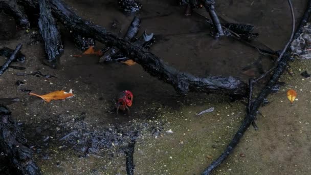 Mangrov köklerinde saklanan büyük kırmızı hayalet yengeci. Liman Launay Mahe Adası Seyşeller. — Stok video