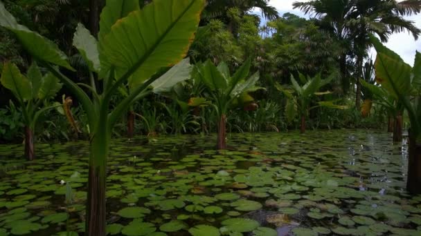 Банановые растения, растущие в маленьком пруду, Сейшельские острова Маэ . — стоковое видео