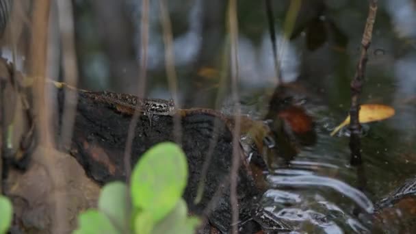 Mudskipper στο δάσος Μάνγκροουβ. Νήσος Mahe Σεϋχέλλες. — Αρχείο Βίντεο