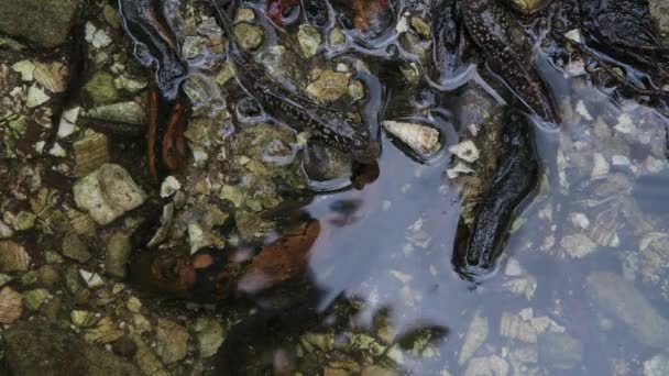 Группа Мудскипперов сидит на корне в мангровом лесу на Сейшелах . — стоковое видео