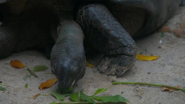 Aldabra γιγαντιαία χελώνα περιήγηση φύλλα Mahe Island Σεϋχέλλες. — Αρχείο Βίντεο