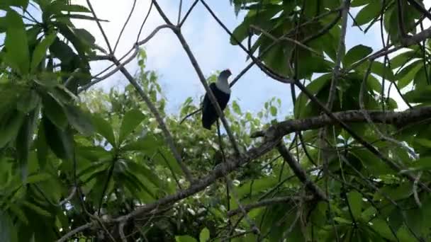 Piccione azzurro nascosto tra i rami degli alberi in una giornata ventosa. Isola di Mahe, Seychelles . — Video Stock
