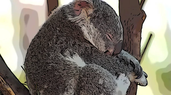 Der Niedliche Kleine Koalabär Sitzt Und Schläft Auf Einem Baum — Stockfoto