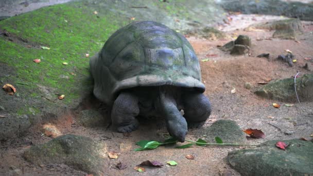 Aldabra reuzenschildpad bladeren doorbladeren. Mahe Eiland Seychellen. — Stockvideo